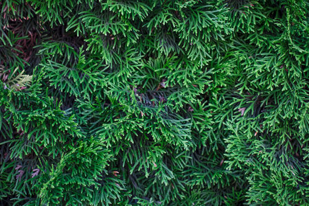 Wall backgrounds from Kerpichs of different colors and different houses.の写真素材