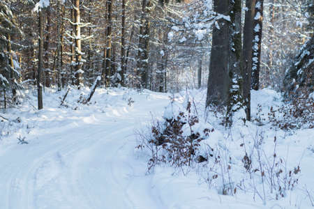 Winter forest. Winter road and everything in the snow.の写真素材