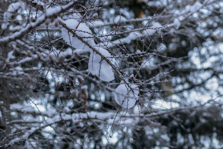 Winter forest. Winter road and everything in the snow.の写真素材