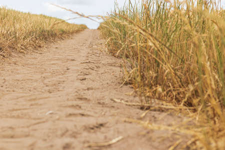 Summer wheat field. Spikelets are yellow-golden. And along the field there is a roadの写真素材