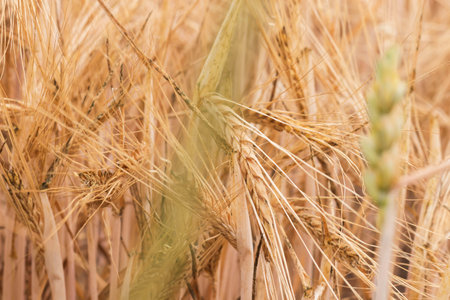 Summer wheat field. Spikelets are yellow-golden. And along the field there is a roadの写真素材