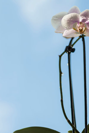 Phalaenopsis orchid against the blue sky.の写真素材