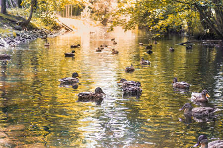 Wild ducks swim in the lake. Autumn weather in the park parkの写真素材