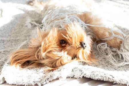 Little York Terrier dog lies on the bed. There is a toy and a phone nearby.の写真素材
