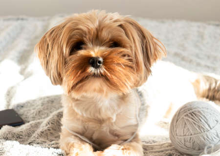 Little York Terrier dog lies on the bed. There is a toy and a phone nearby.の写真素材