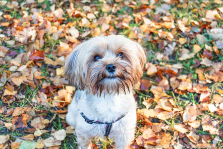 Yorkshire Terrier is sitting among fallen leaves. Funny dog ââin the autumn in the leaves.の写真素材