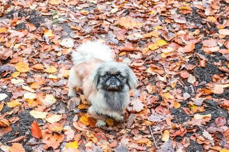 Adult small Pekingese dog. Walk in the autumn forest. Autumn. brownの写真素材