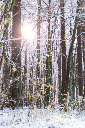 winter forest with trees covered with snow and sun shining through the branchesの写真素材