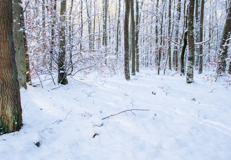 Winter forest with snow covered trees. Winter landscape in the forest.の写真素材