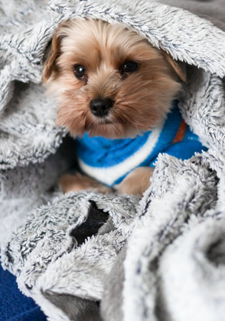 Yorkshire Terrier puppy wrapped in a blanket on the bed.の写真素材