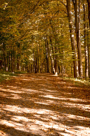 Autumnal path in the forest with yellow leaves on the groundの写真素材