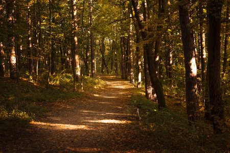 Path in the autumn forest, illuminated by the rays of the sunの写真素材