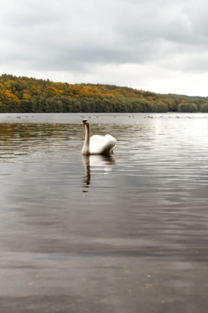 White swan swimming on the lake in autumn. The mute swan, Cygnus olorの写真素材