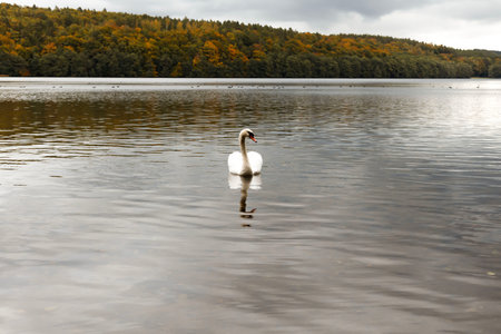 swans on the lake in autumn, swans on the lake, nature seriesの写真素材