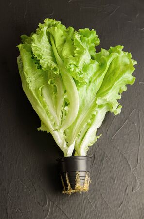 lettuce leaves on a black background. homegrown productsの写真素材