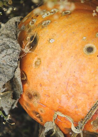autumn concept. pumpkin in the grassの写真素材