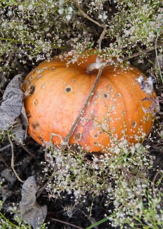 pumpkin in the garden next to white flowers. themes of autumn and harvestの写真素材
