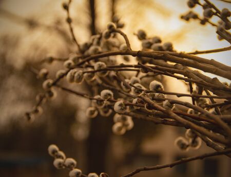 willow branches in a brown monochrome at sunset.の写真素材