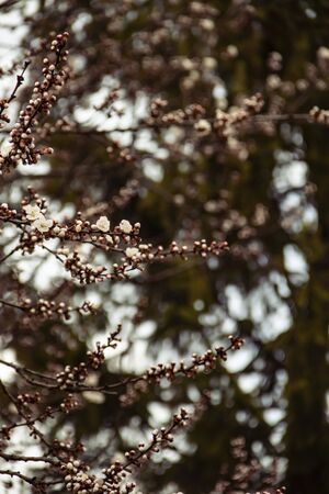 Background image of a sprig of a blossoming tree texture. spring in the dark styleの写真素材