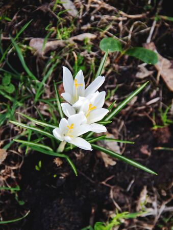 spring concept. blooming white crocuses in the gardenの写真素材