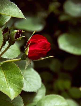 dark red rose bud in the bushes with opt spaceの写真素材