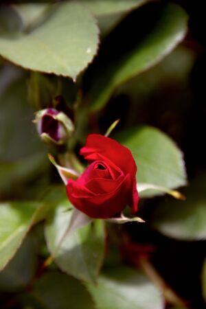 red rose bud in the gardenの写真素材