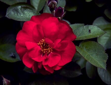 open red rose flower close-up. Gloomy atmosphereの写真素材
