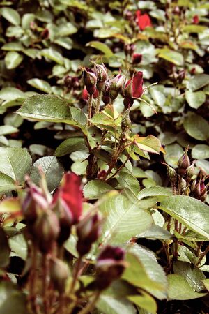 bushes of red roses with closed buds. dark conceptの写真素材