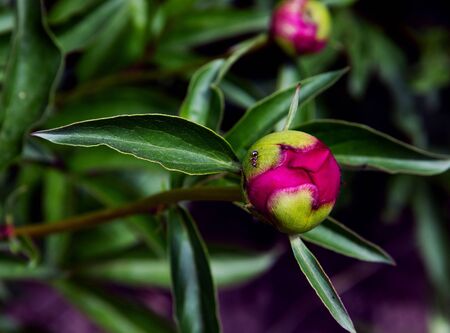 pink peony bud in a green bushの写真素材