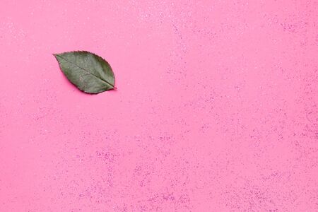 leaf of a plant on a pink background with sparkles. There is a place for copying textの写真素材