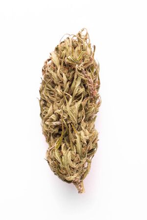 branch of marijuana on a white background close-upの写真素材