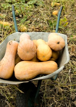 wheelbarrow in zucchini in the garden. the concept of natural, home-madeの写真素材