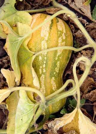 autumn harvest, zucchini in the garden. natural food cultivation conceptの写真素材
