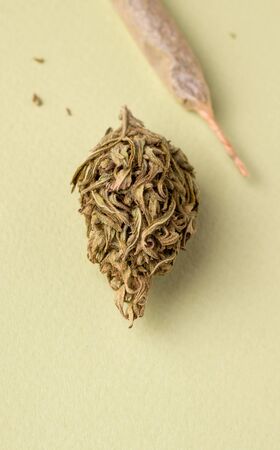 hemp branch close-up on a green background. vertical photoの写真素材