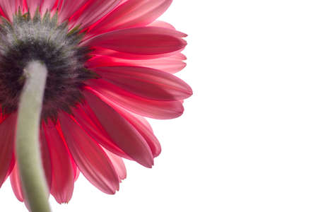 Gerbera on a white background. Copy space. bannerの写真素材