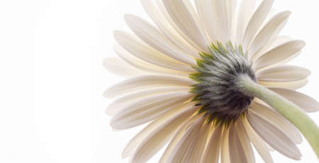 White blooming gerbera flower on a white background. Copy space. Bannerの写真素材