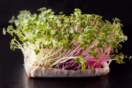 Fresh green micro greens on a black background.