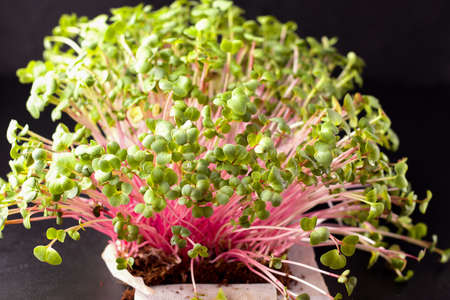 Micro greens on a black background close-upの写真素材