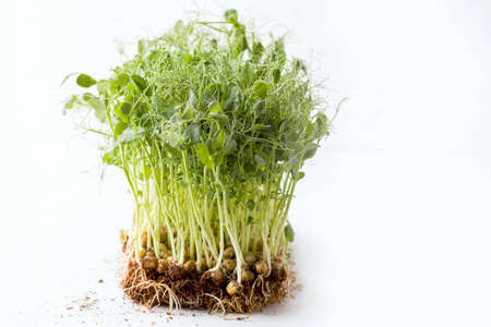 micro greens peas on a white background. Copy space