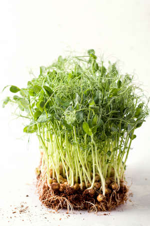 Micro greens super food peas on a white background. Copy space. Vertical photo.の写真素材