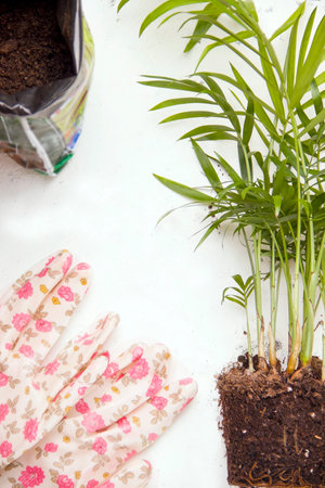 Transplanting home plants. Sapling Chamaedorea palm tree on white background. Vertical photoの写真素材