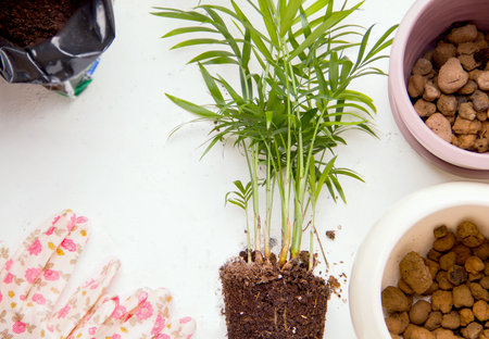 Planting concept. Palm tree on a white background next to gardening tools. Copy spaceの写真素材