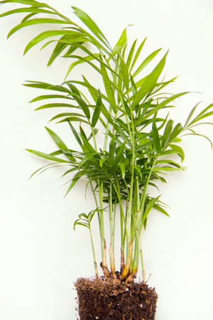 Chamaedorea close-up on a white background. View from above. Houseplantsの写真素材