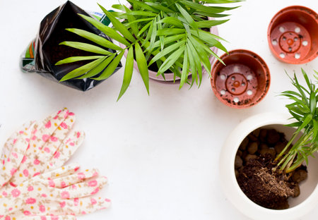 Transplanting indoor plants on a white background. Copy spaceの写真素材
