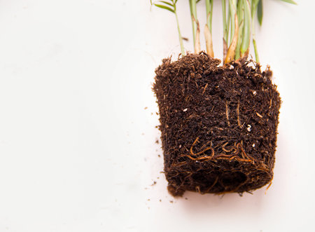 Plant transplant concept. Roots close-upの写真素材