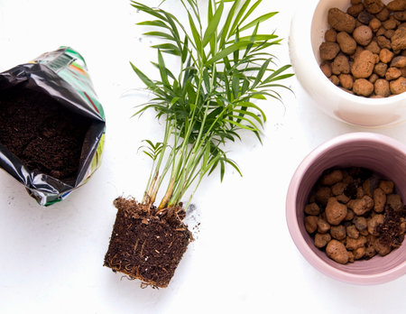Plant transplant concept. Domestic palm tree on white background next to transplant equipmentの写真素材