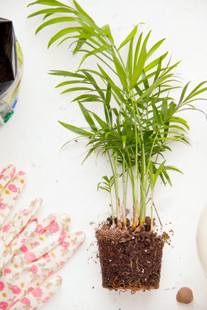 Houseplant transplant concept. Chamaedorea palm tree on a white background.の写真素材