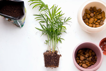Transplanting indoor plants. Palm Chamaedorea next to the pots. Copy spaceの写真素材