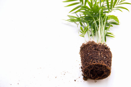 Roots in the ground of Chamaedorea palm tree close-up. Plant transplant concept. Copy spaceの写真素材