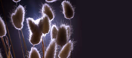 Dry flowers in cold, dark light. Copy space. Bannerの写真素材